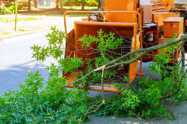 Best Palm Tree Trimming  in Clintwood, VA